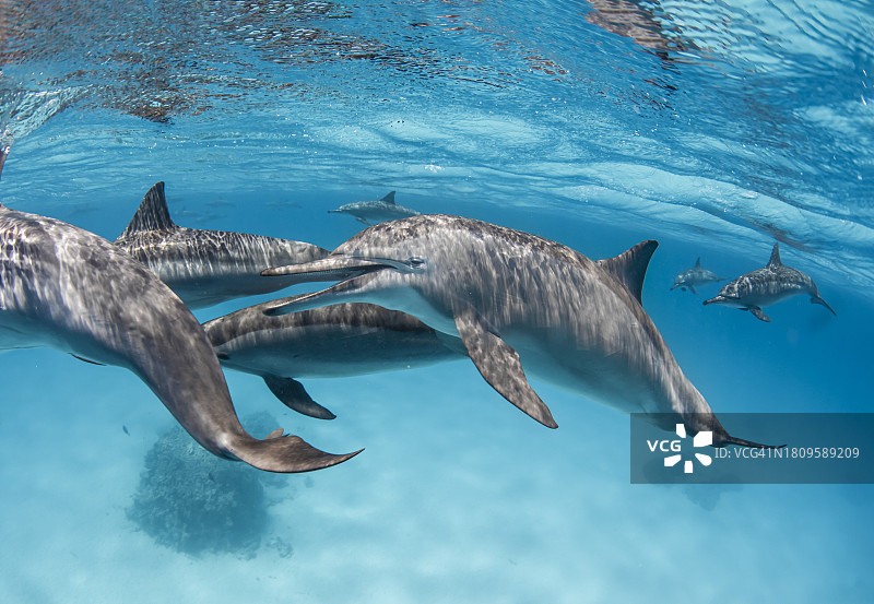 南红海的飞旋海豚群图片素材