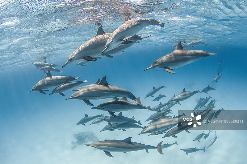 南红海的飞旋海豚群图片素材