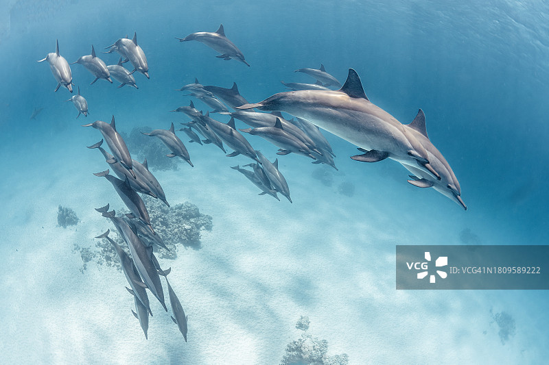 南红海的飞旋海豚群图片素材