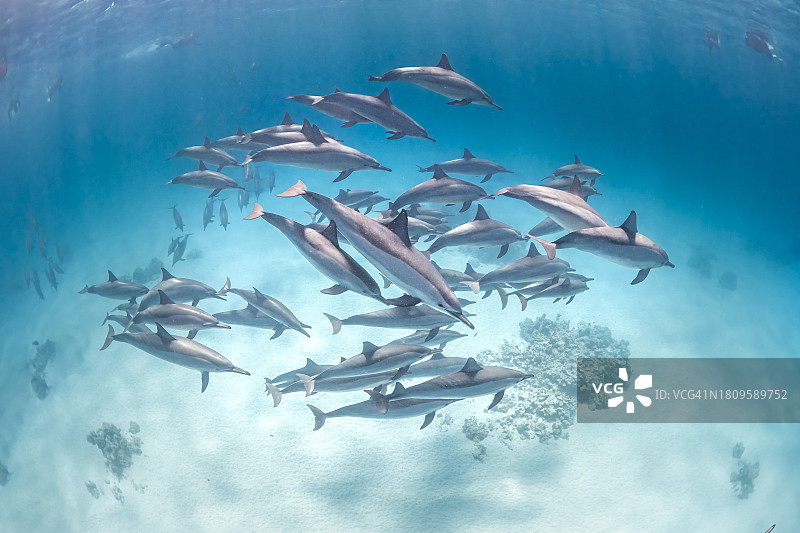 南红海的飞旋海豚群图片素材