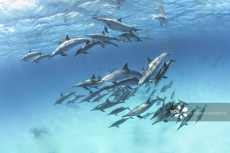南红海的飞旋海豚群图片素材