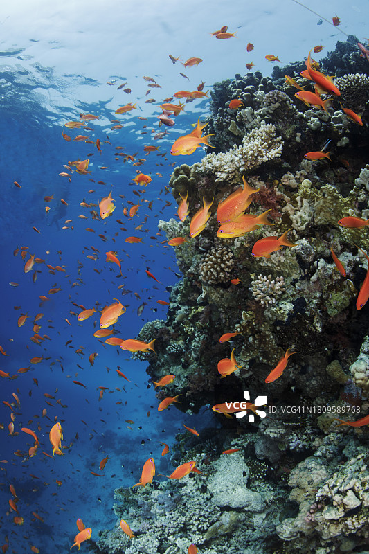 南红海中的旗鲈鱼群图片素材