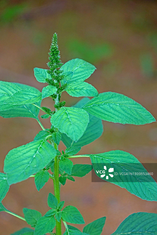 苋菜花图片素材