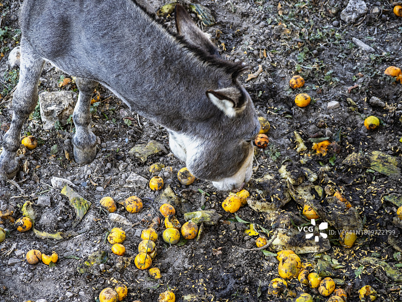 田野里吃水果残渣的驴图片素材