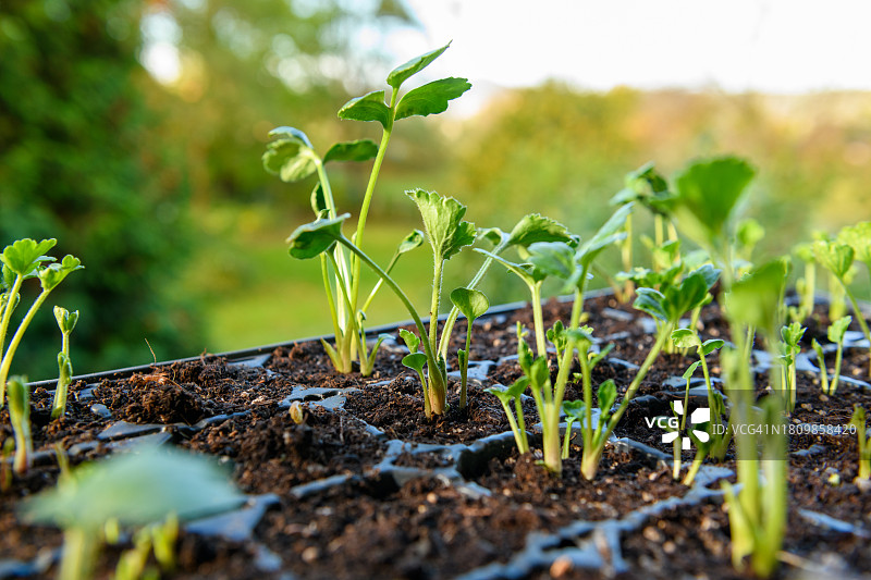 田野上植物生长的特写图片素材