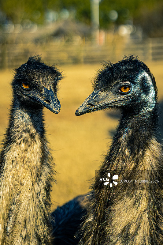 鸵鸟侧面特写图片素材
