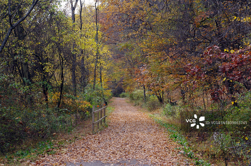 宾夕法尼亚州旁苏托尼镇秋季森林中的树木图片素材
