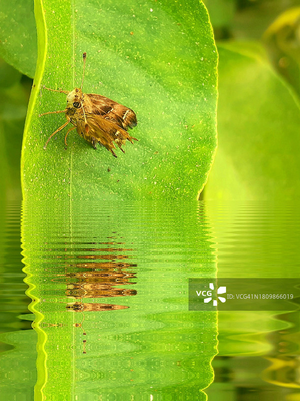 树叶上的青蛙特写图片素材