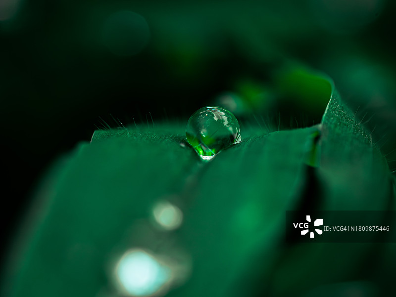 叶子上的水滴特写图片素材