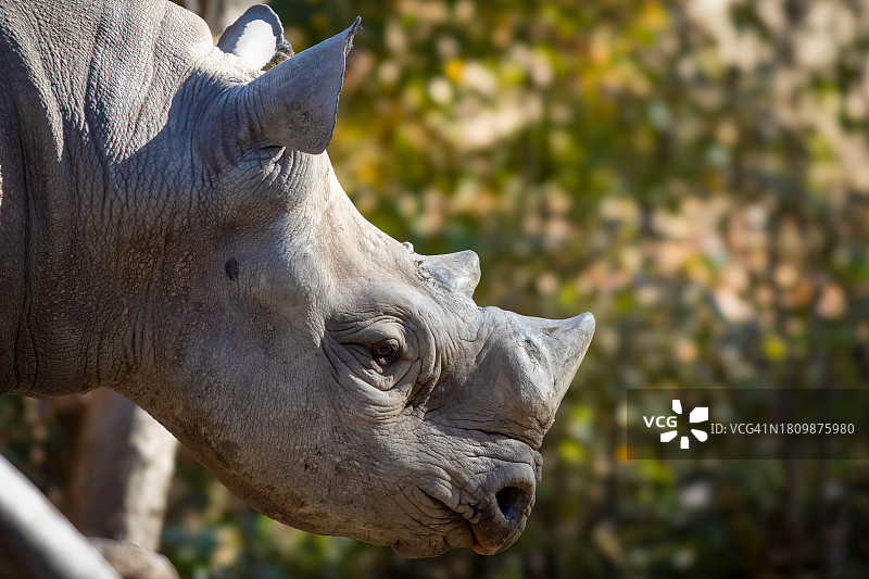 美国白色犀牛特写图片素材