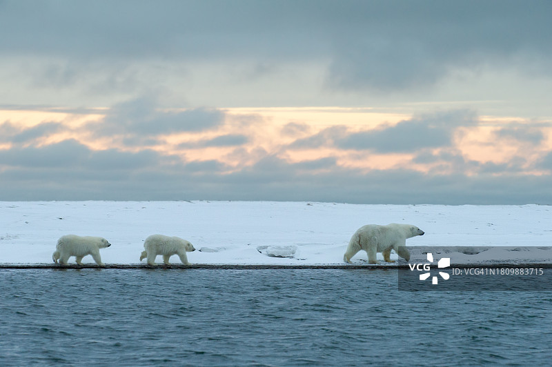 两只北极熊打闹玩耍，阿拉斯加，美国图片素材