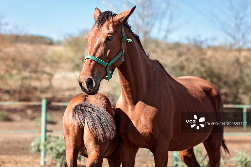农场里的马图片素材