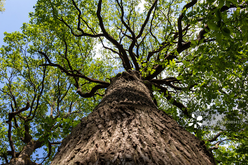 低角度的树对天空的看法图片素材