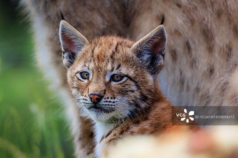 猫的特写肖像图片素材