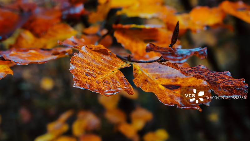 秋季树上的枫叶特写图片素材