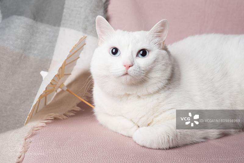 坐在沙发上的猫的肖像图片素材