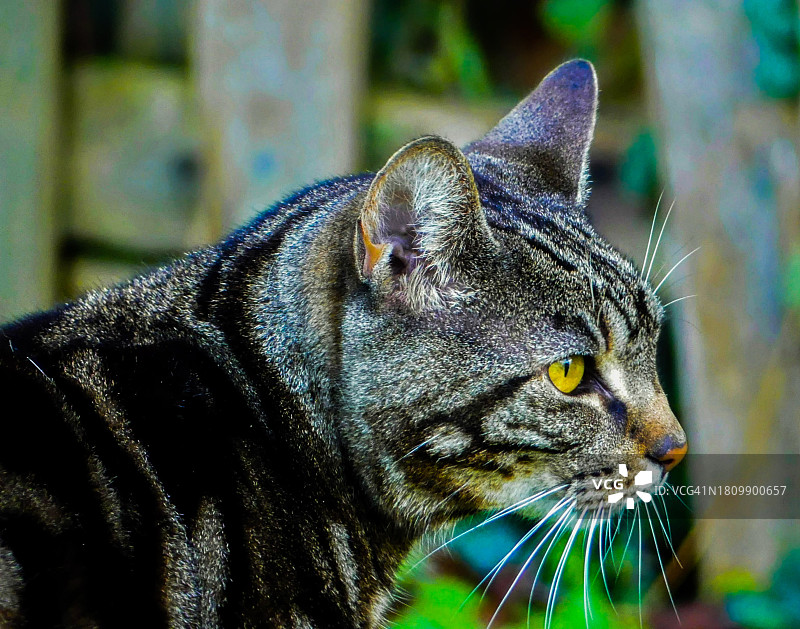 猫看向别处的特写图片素材