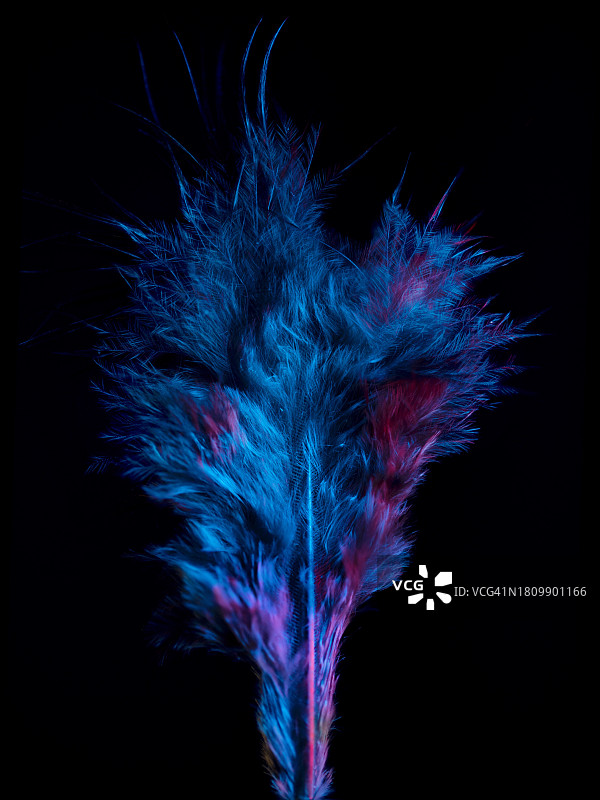 花朵在黑色背景下的特写图片素材