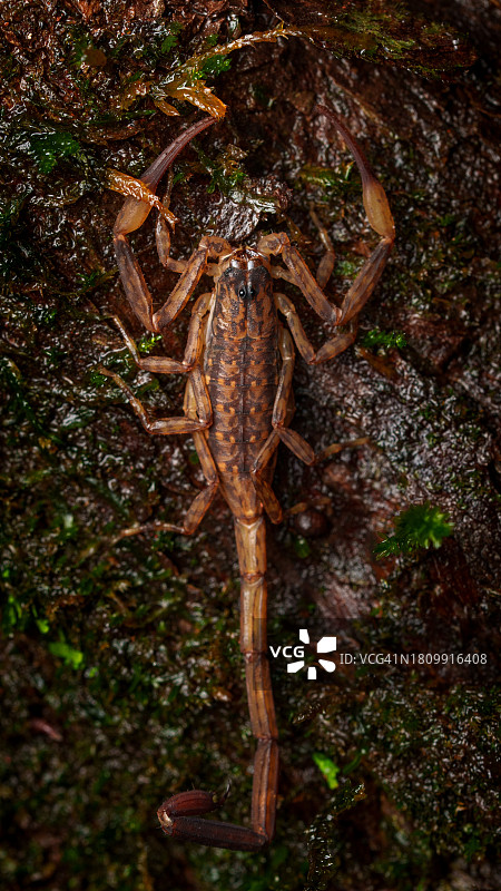 树上的树皮蝎子图片素材