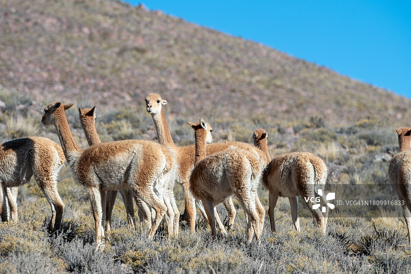 站在田野上，以山为背景的绵羊背影图片素材