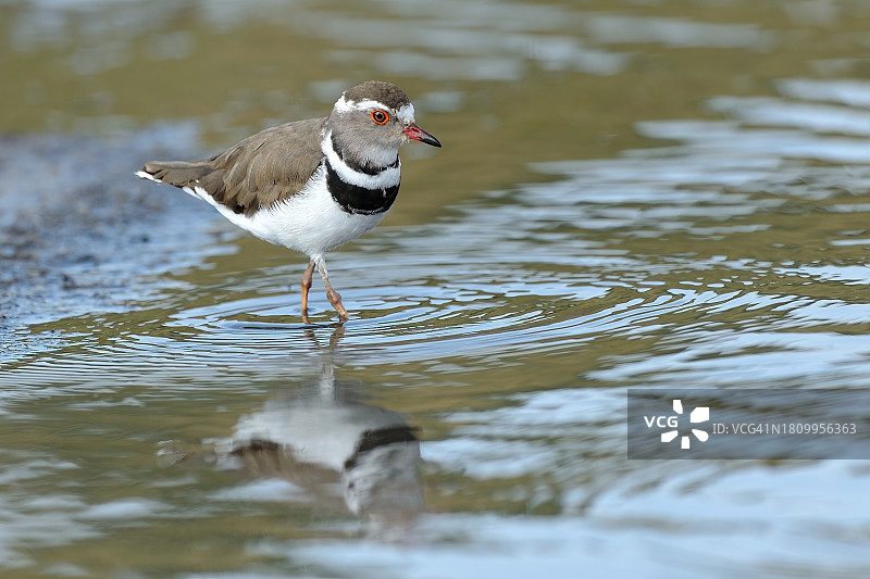 鸻科鸟栖息在岩石上的特写图片素材
