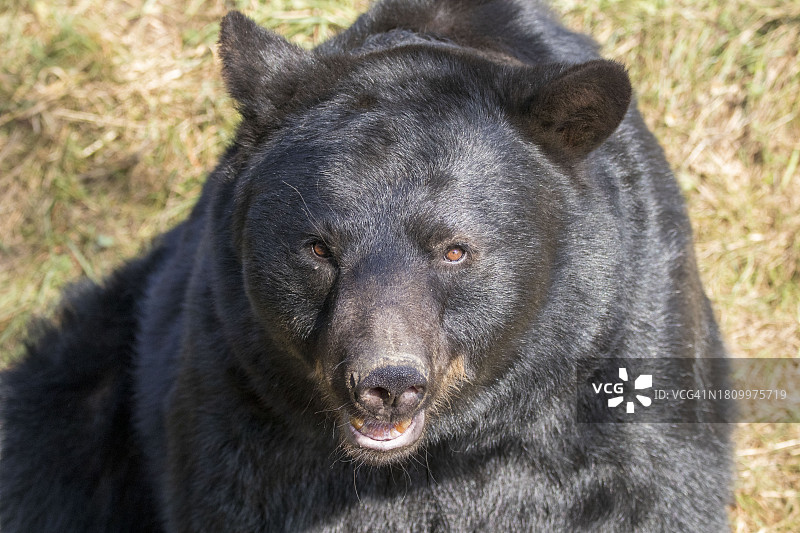 黑熊肖像图片素材
