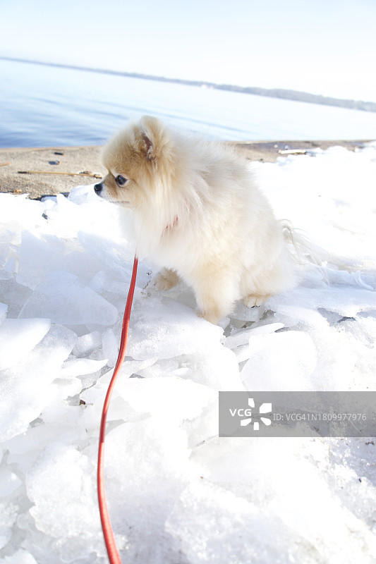 雪地上的博美犬图片素材