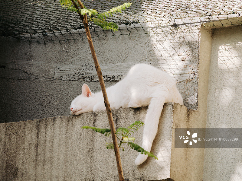 白猫在铁链后院的角落里以有趣的姿势睡觉图片素材