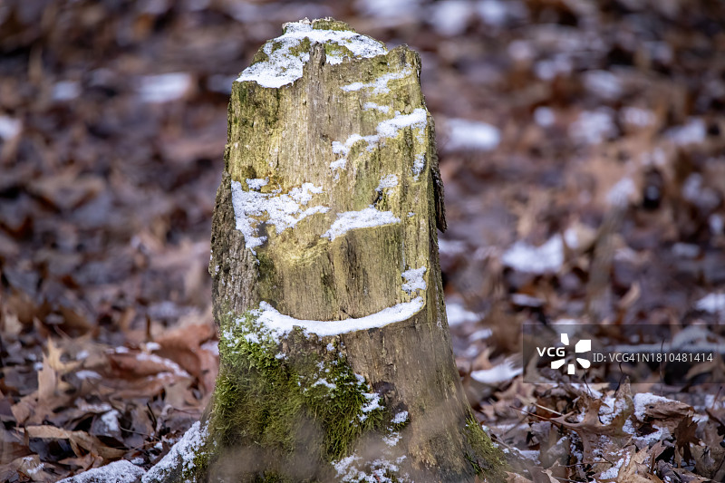 林中初雪图片素材