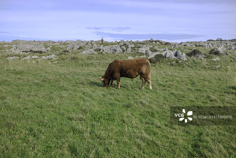 西班牙田野里吃草的奶牛图片素材