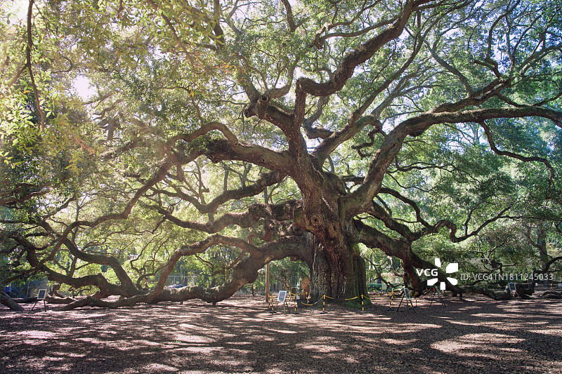 天使橡树图片素材