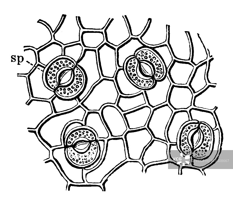 高倍放大表皮古老雕刻插图图片素材
