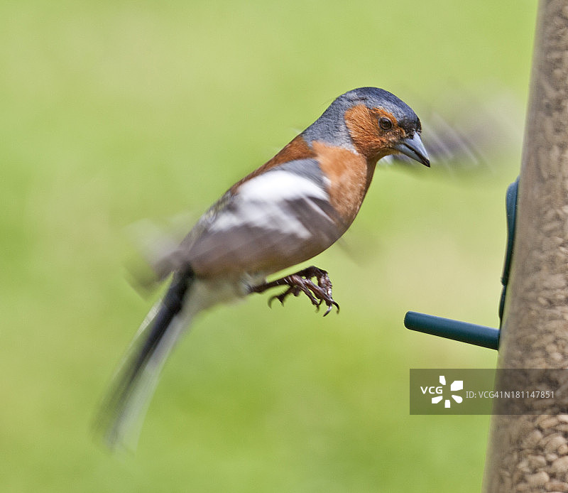 雄性苍头燕雀降落图片素材