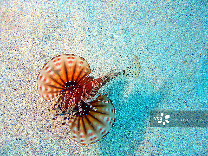 俯视狮子鱼图片素材