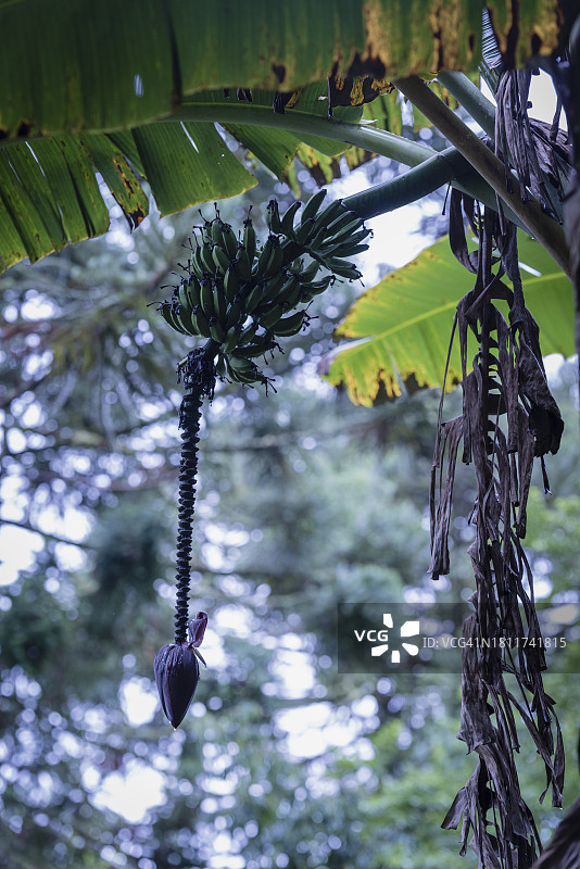 香蕉树图片素材