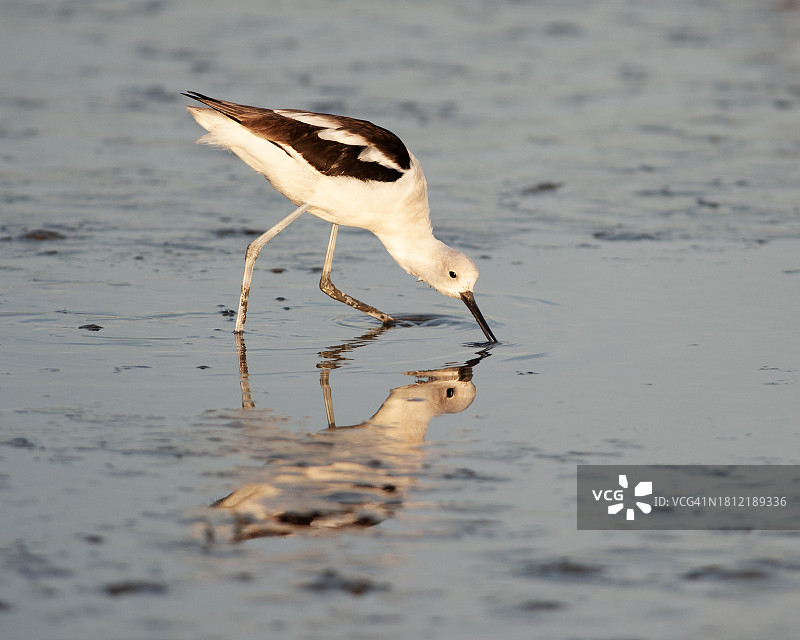 美洲反嘴鹬（非繁殖期成鸟）图片素材
