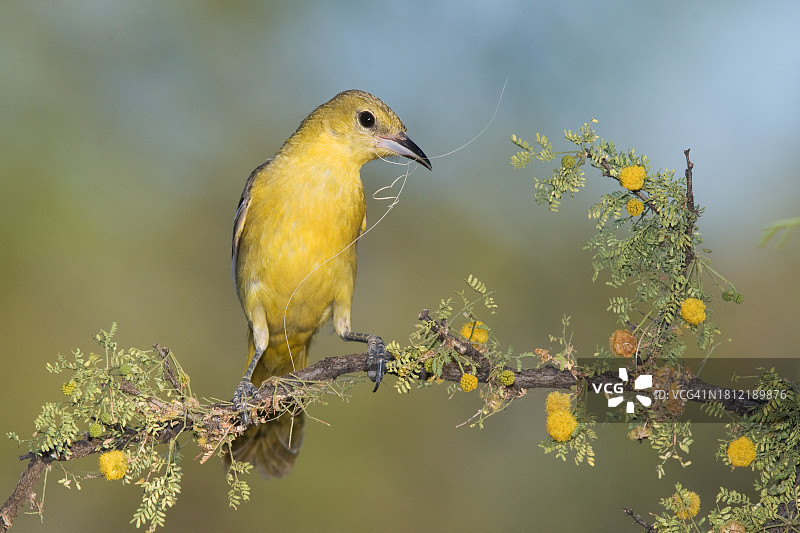 黄鹂鸟图片素材