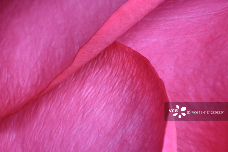 卷曲的粉色玫瑰花瓣特写图片素材