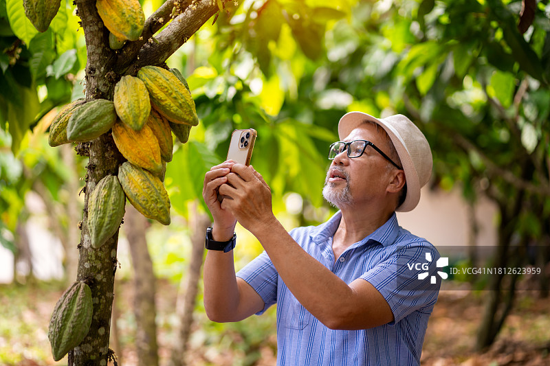 泰国高地试验田中农民和可可果实特写图片素材