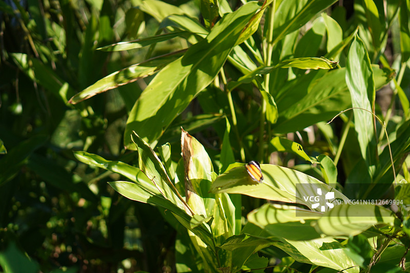 Cnidoscolus chayamansa大戟科树菠菜图片素材