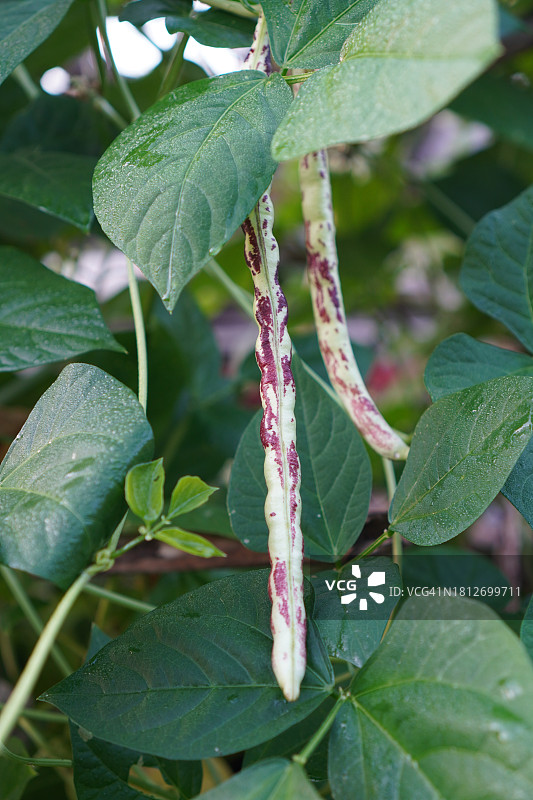花园里的条纹长豆角绿色蔬菜图片素材