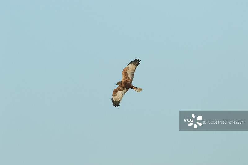 在蓝天中飞翔的雄伟的沼泽鹞图片素材