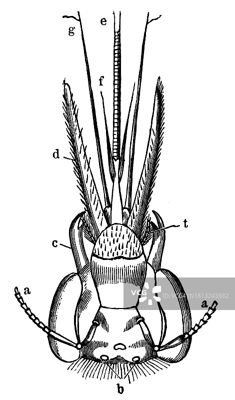 蜜蜂口器解剖结构的古老雕刻插图图片素材