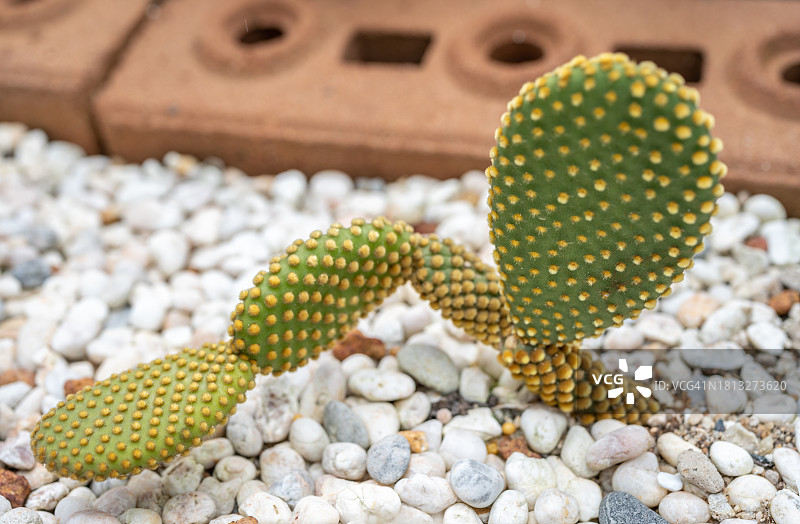 像兔子耳朵一样生长着新叶片的金乌帽子仙人掌图片素材