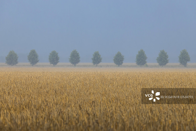 雨中的九棵树和小麦田图片素材