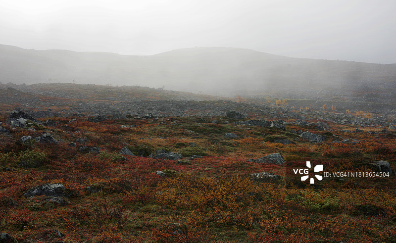 基尔皮斯耶尔维湖附近艾拉克河畔的迷蒙秋景，色彩鲜艳的浆果灌木和散落的桦树图片素材