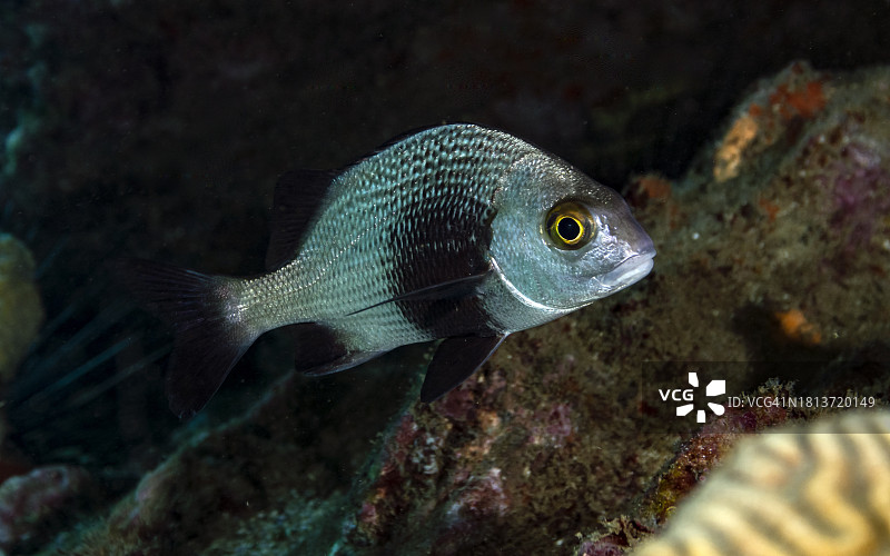 黑缘石鲈鱼图片素材