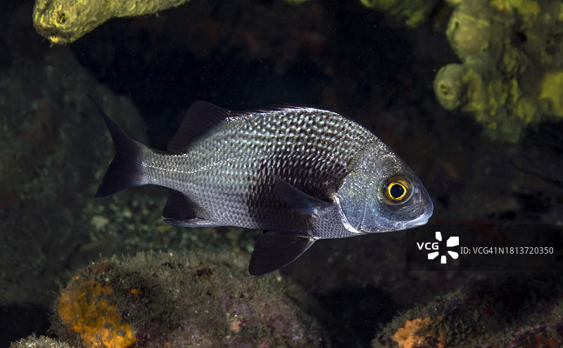 黑缘石鲈鱼图片素材