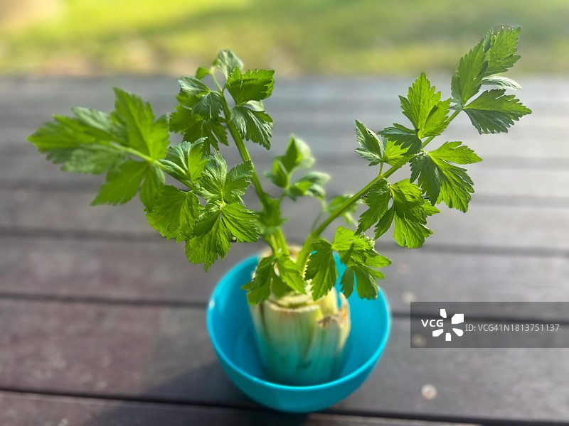 从废料中再生芹菜图片素材