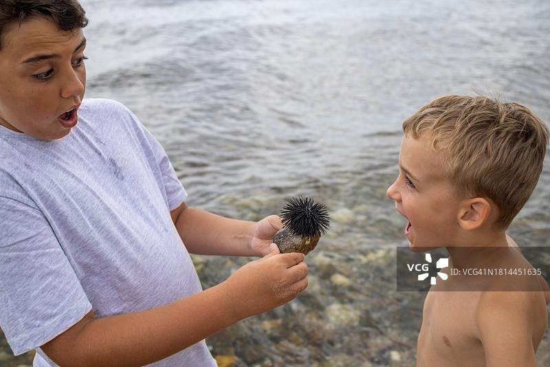 惊讶的白人男孩拿着带黑海胆的石头给弟弟看图片素材